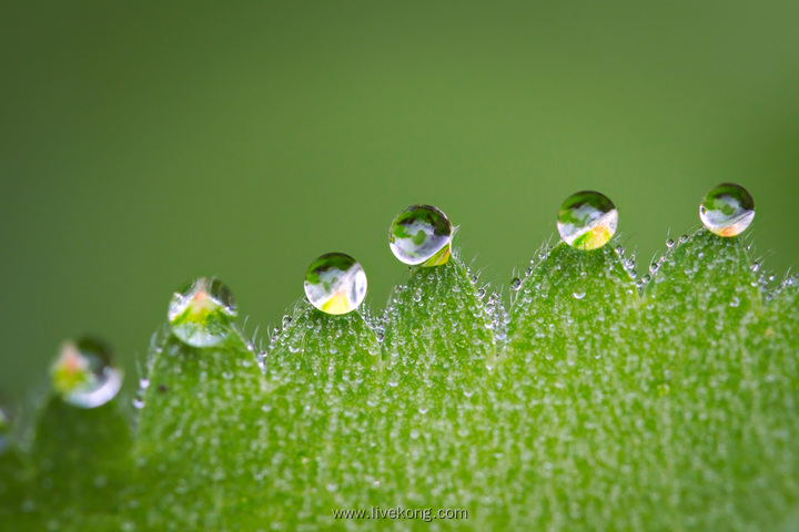 植物上的露水