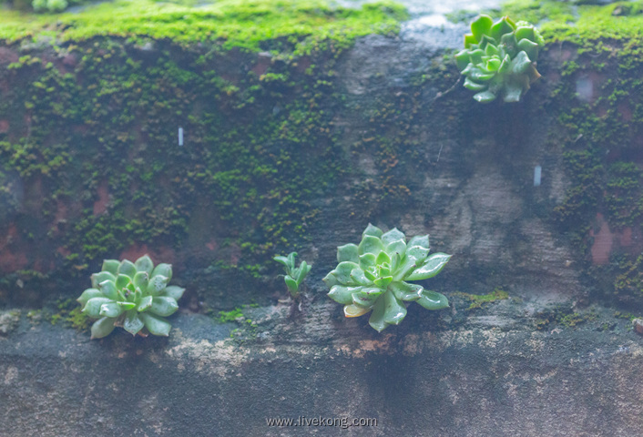 多肉植物