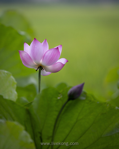 荷花池塘