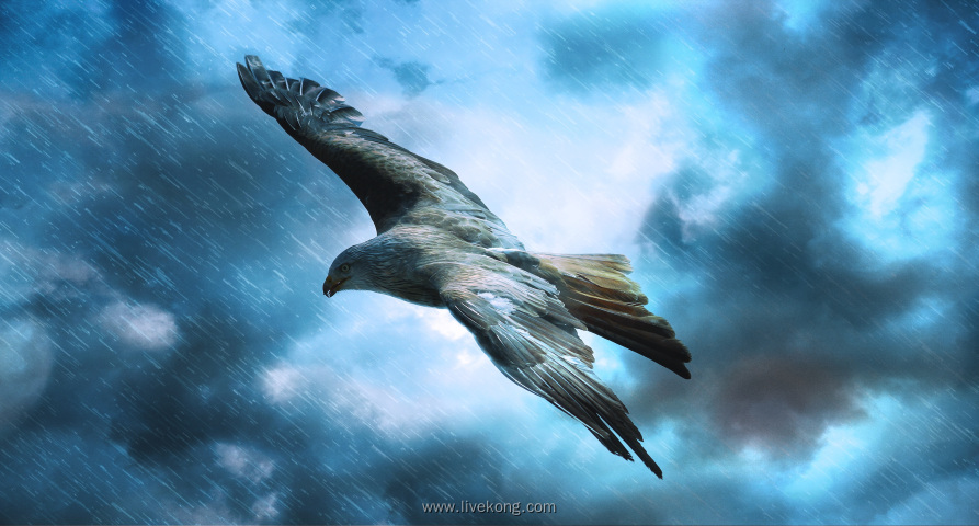 风雨中飞翔的鹰