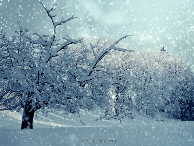 森林雪景