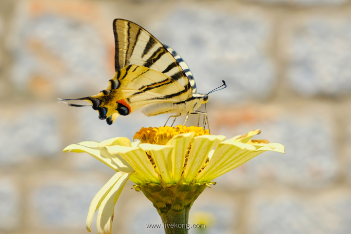蝴蝶落在小黄花上面