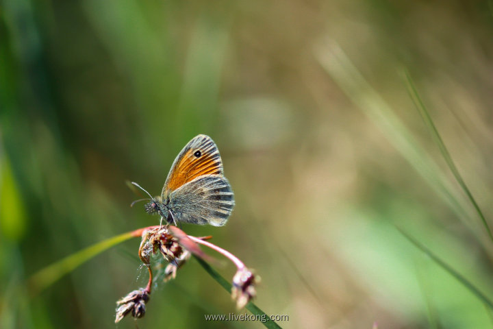 蝴蝶在小草上
