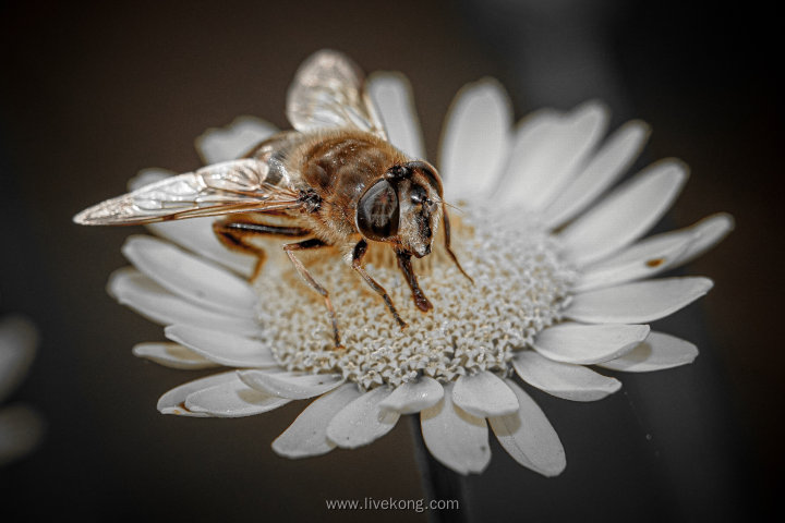 蜜蜂在白色花朵上采蜜