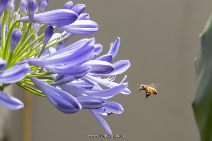 蜜蜂在百子莲采蜜