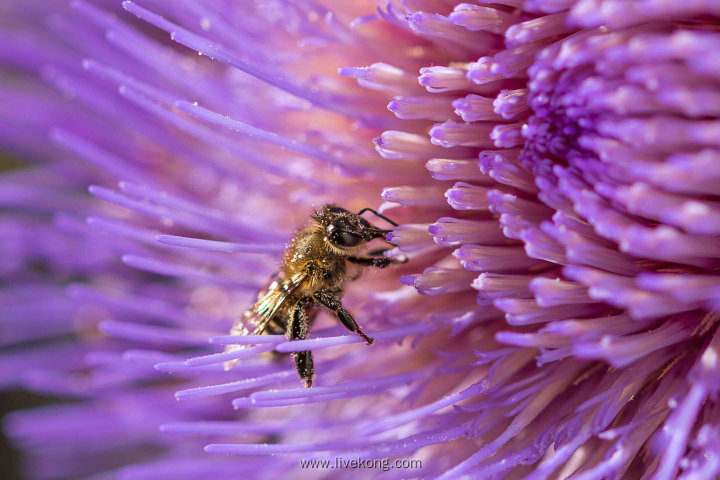 蜜蜂在紫色花朵上采蜜