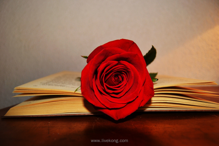 书本里的玫瑰花