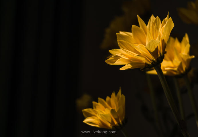 黄色雏菊花朵