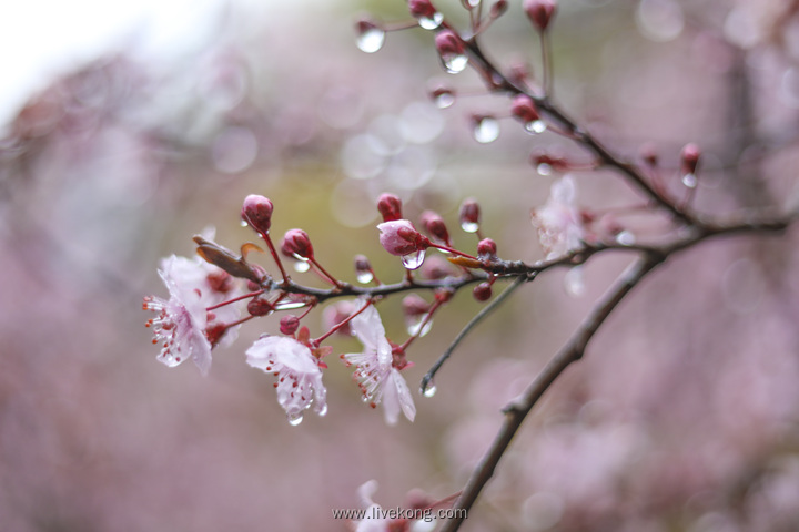 春天雨后樱花美景