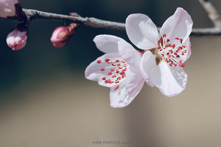 春天樱花绽放