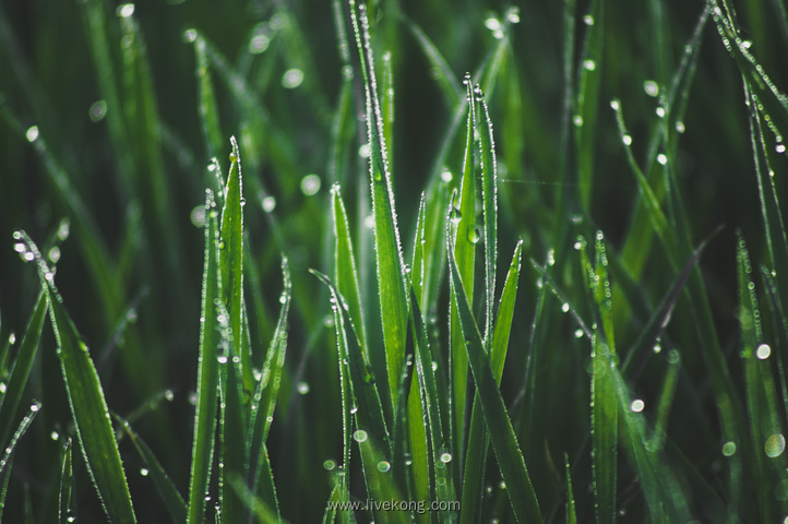 雨后草地唯美壁纸