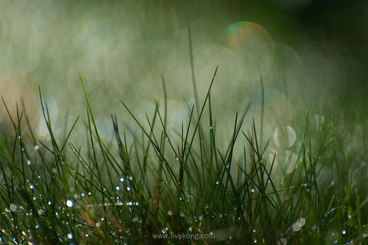 雨后草地