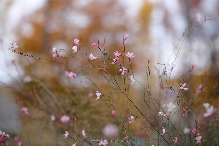 唯美花朵壁纸