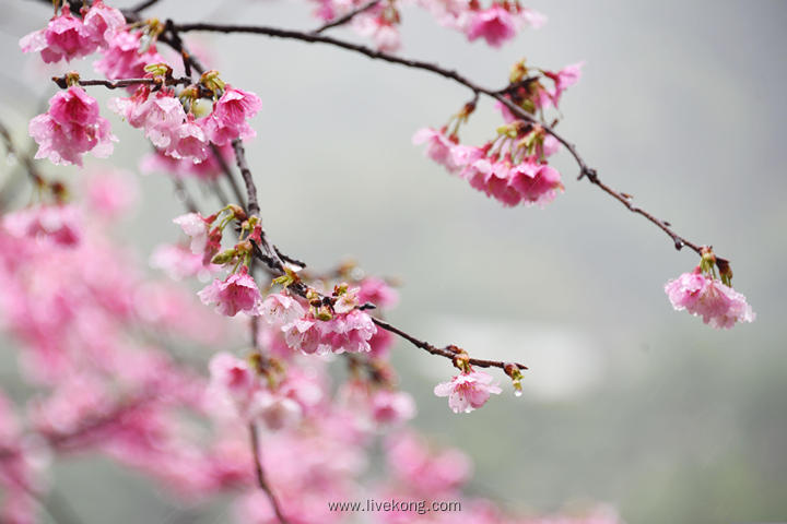 樱花壁纸素材