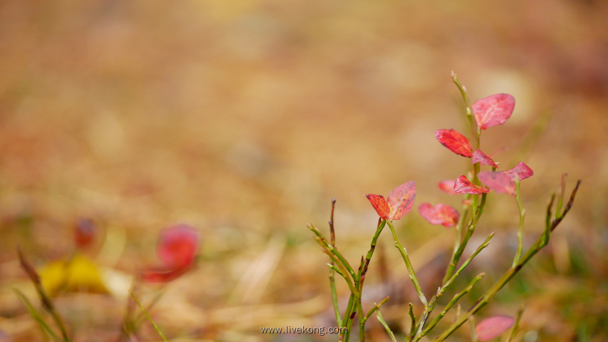 春天花草发芽