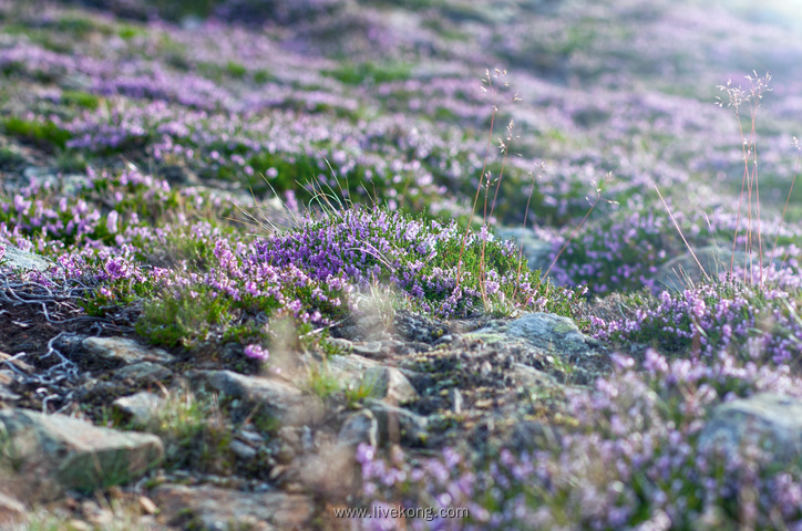 唯美花草背景