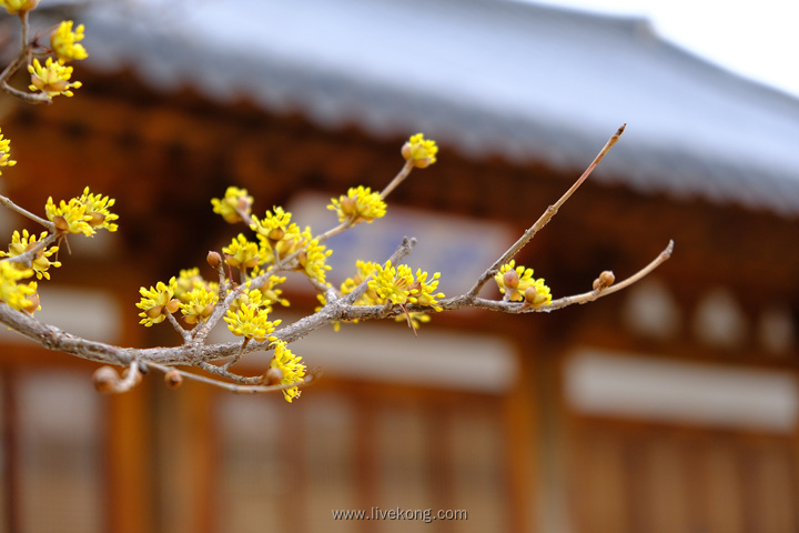 春天树木发芽