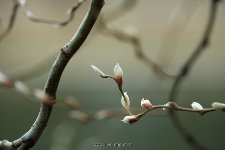 樱花花苞