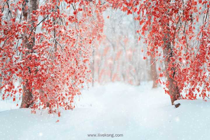 唯美雪景