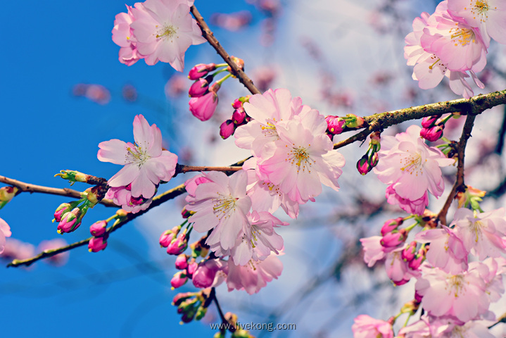 桃花盛开