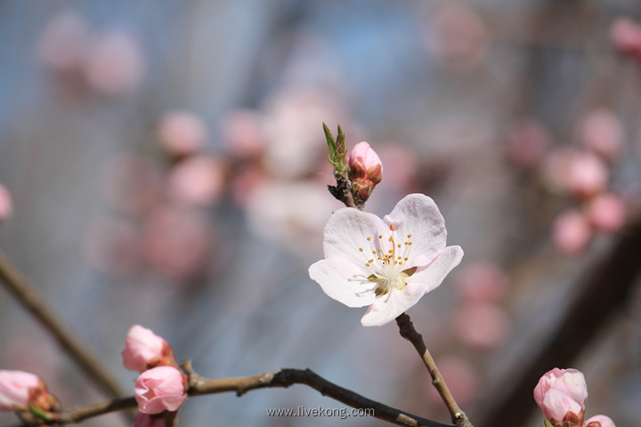 樱花绽放