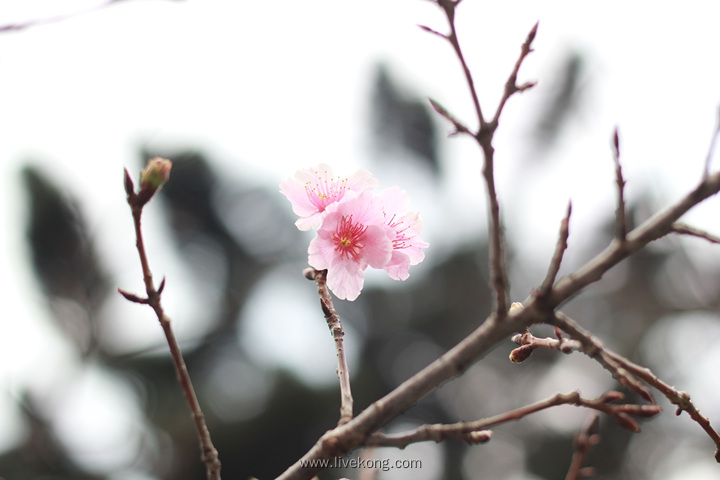 樱花朵盛开