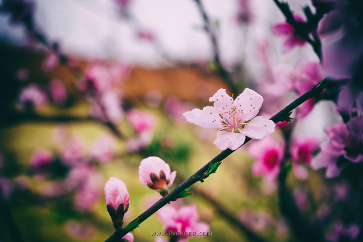 樱花盛开