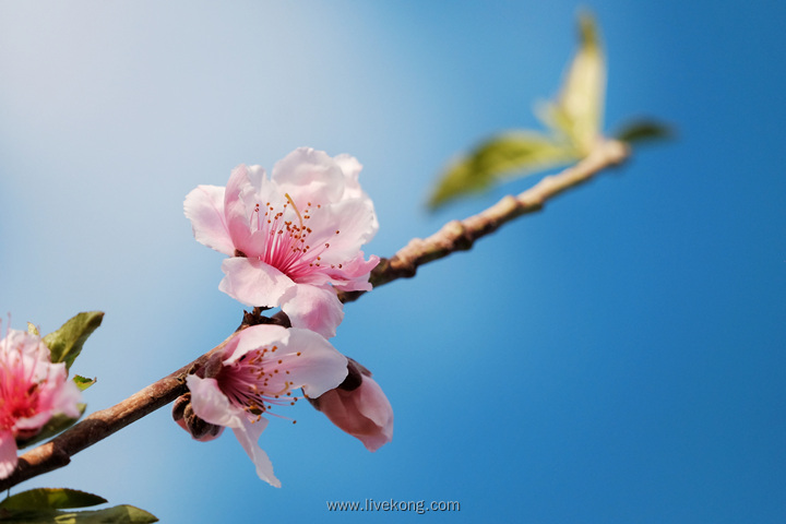 春天樱花盛开