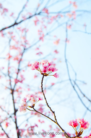 粉色花朵盛开