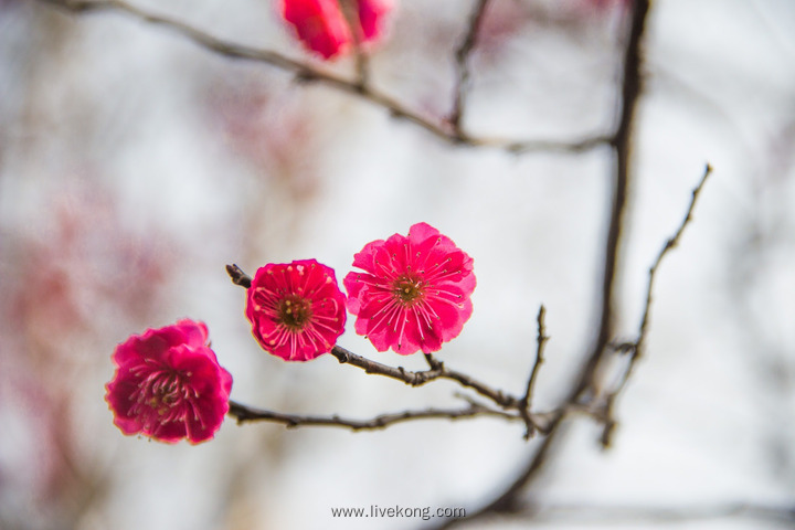 梅花盛开