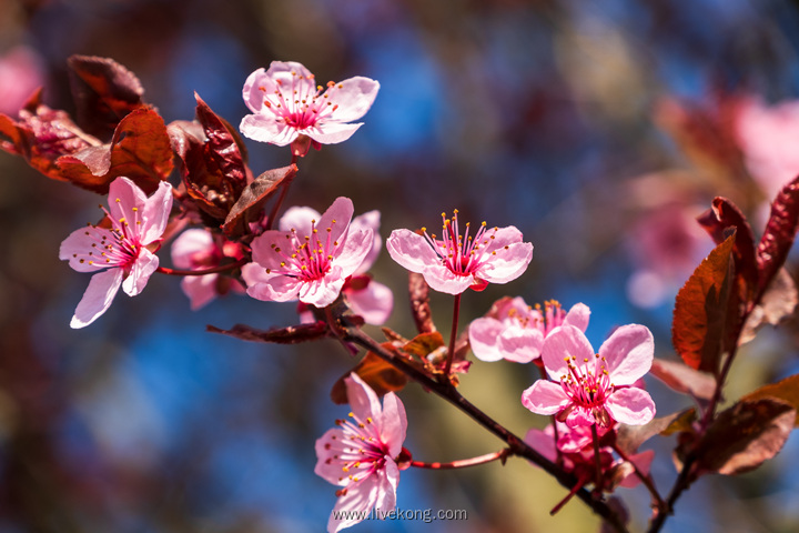 花朵盛开