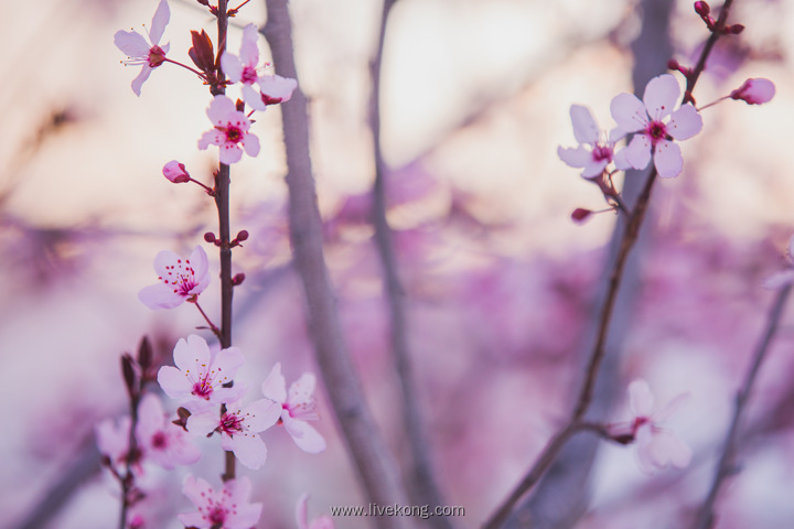 粉色花朵