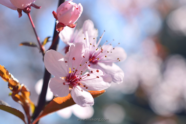 花朵盛开