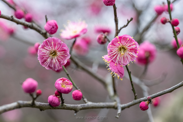 花朵盛开