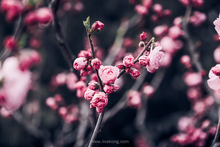 花朵盛开