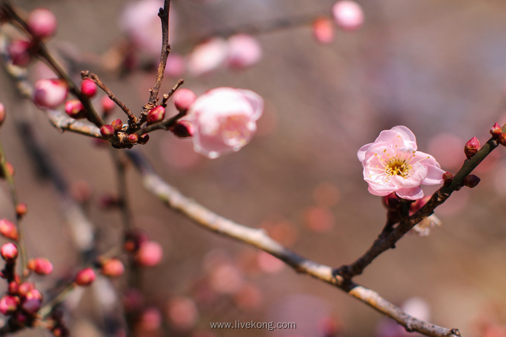 花朵盛开